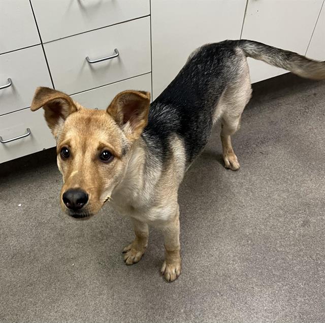 adoptable Dog in Hesperia, CA named MACRORY