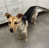 adoptable Dog in Hesperia, CA named MACRORY