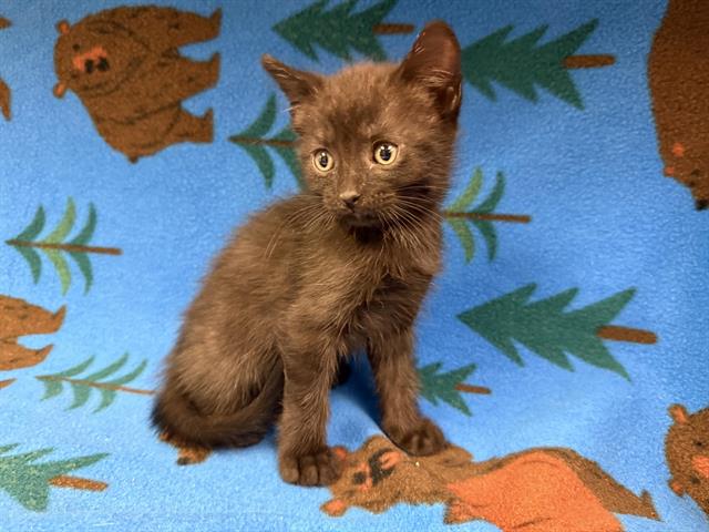adoptable Cat in Hesperia, CA named PERRY