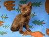 adoptable Cat in  named PERRY