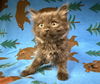adoptable Cat in  named FERB