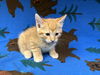 adoptable Cat in  named PHINEAS