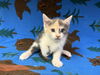 adoptable Cat in  named CANDACE