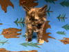 adoptable Cat in  named ISABELLA
