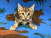 adoptable Cat in  named VANESSA