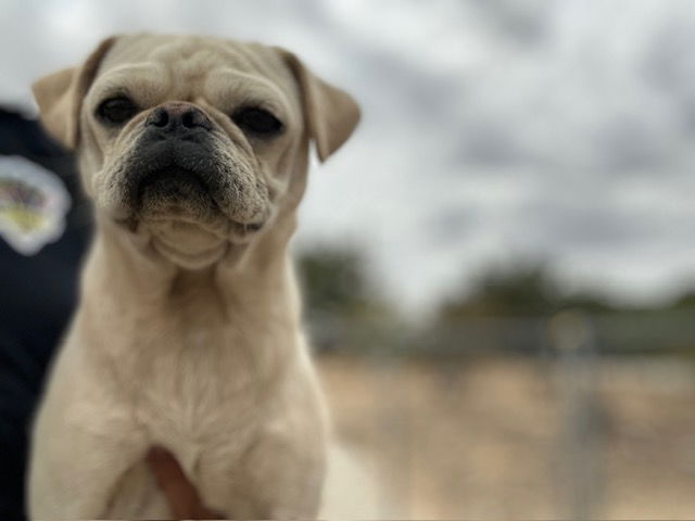 adoptable Dog in Hesperia, CA named BABBIT