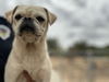 adoptable Dog in  named BABBIT