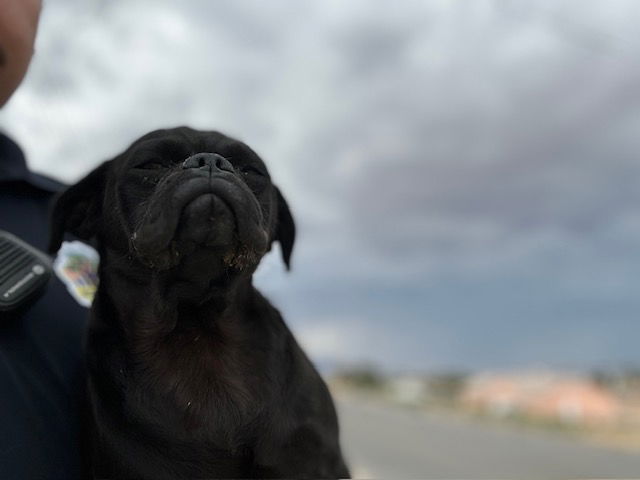 adoptable Dog in Hesperia, CA named CATSTELLO