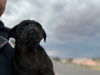 adoptable Dog in  named CATSTELLO