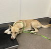 adoptable Dog in  named LOLA BUNNY