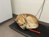adoptable Dog in  named WILE