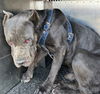 adoptable Dog in  named TASMANIAN