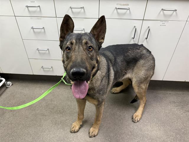adoptable Dog in Hesperia, CA named TWEETY