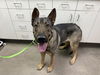adoptable Dog in  named TWEETY