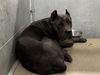 adoptable Dog in  named A118503