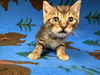 adoptable Cat in  named RICE KRISPIE
