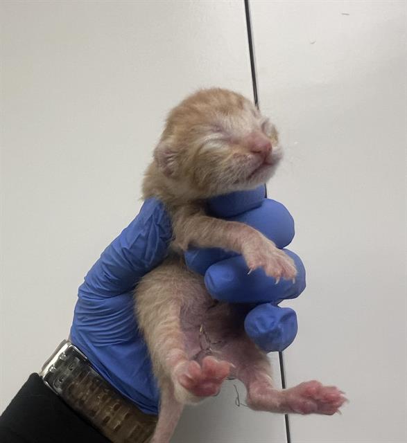 adoptable Cat in Hesperia, CA named (NURSING) FARFALLE