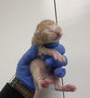adoptable Cat in , Unknown named (NURSING) FARFALLE