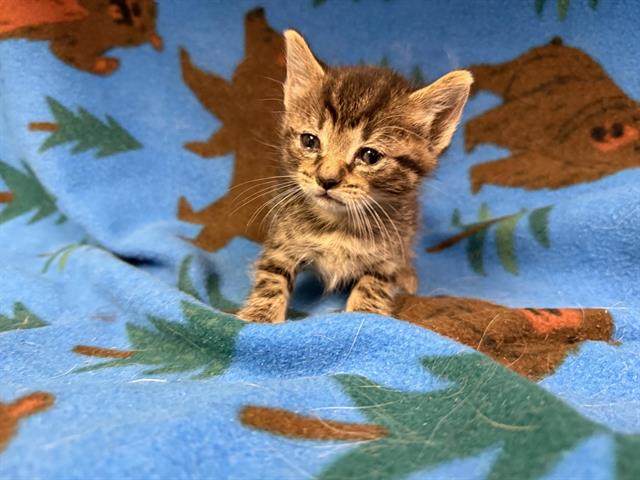 adoptable Cat in Hesperia, CA named PEPPERMINT PATTY