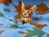 adoptable Cat in  named PEPPERMINT PATTY