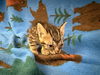 adoptable Cat in  named KEEBLER