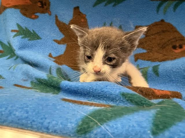 adoptable Cat in Hesperia, CA named CHIP