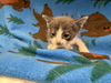 adoptable Cat in  named CHIP