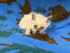 adoptable Cat in  named NILLA WAFER