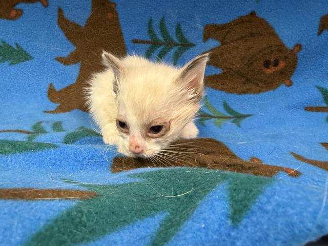 adoptable Cat in Hesperia, CA named MILANO