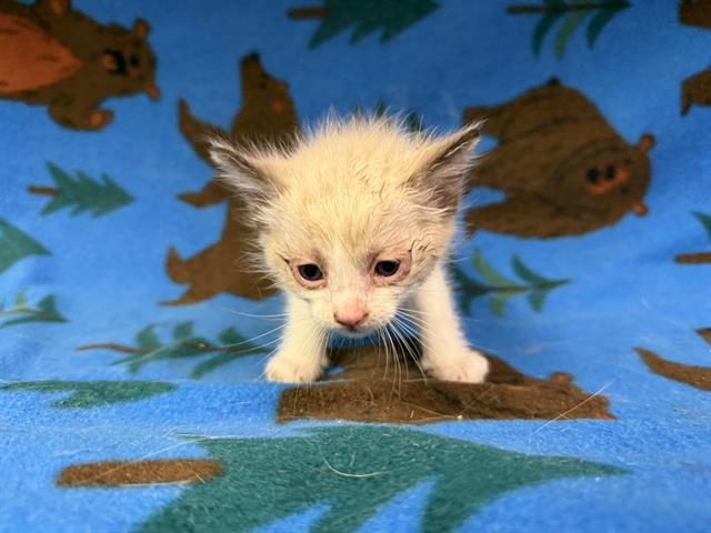 adoptable Cat in Hesperia, CA named NUTTER BUTTER