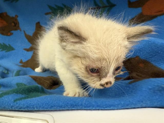 adoptable Cat in Hesperia, CA named SNICKERDOODLE