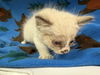 adoptable Cat in  named SNICKERDOODLE