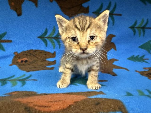 adoptable Cat in Hesperia, CA named CINNAMON TOAST CRUNCH
