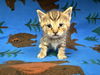 adoptable Cat in  named CINNAMON TOAST CRUNCH