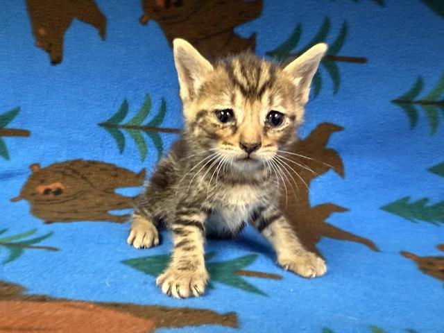 adoptable Cat in Hesperia, CA named COCOA PUFF