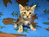 adoptable Cat in  named COCOA PUFF