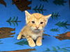 adoptable Cat in  named CAP