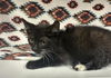 adoptable Cat in  named A118529