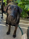 adoptable Dog in  named BRENDA