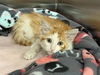 adoptable Cat in  named PHOENIX