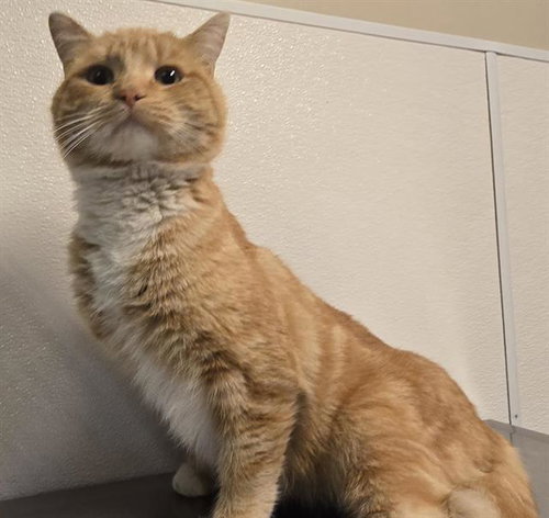 picture of the cat needing adoption