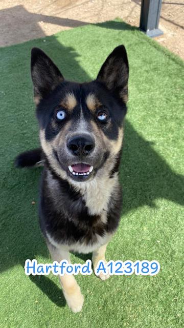 Akita