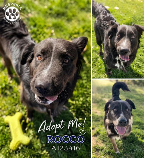 ROCCO, an adoptable Border Collie in HESPERIA, CA