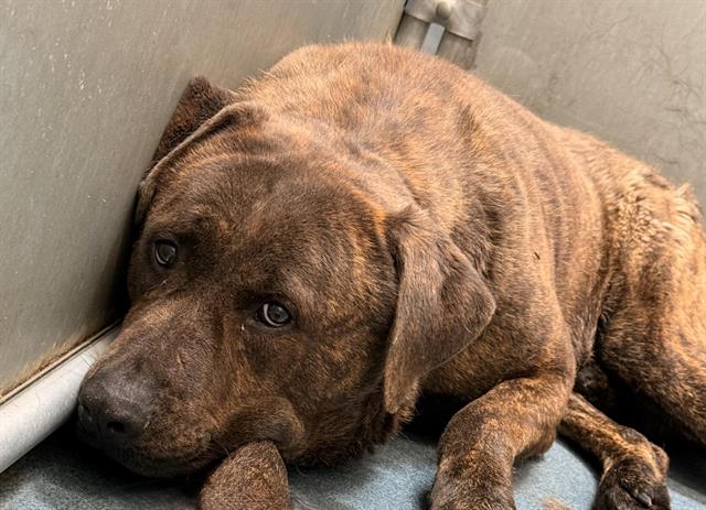 (RESCUE ONLY) BROTHER BEAR Image