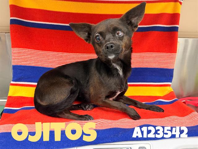 OJITOS (RESCUE ONLY) Image