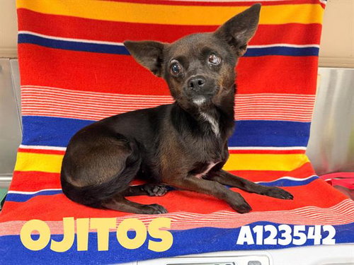 OJITOS (RESCUE ONLY) - Chihuahua available for adoption