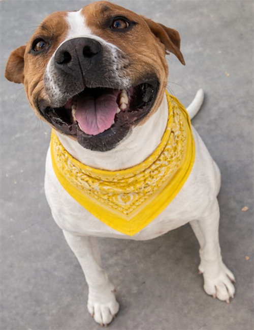 CHARLIE, an adoptable Pit Bull Terrier in HESPERIA, CA