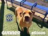 GUNNER - Photo 1