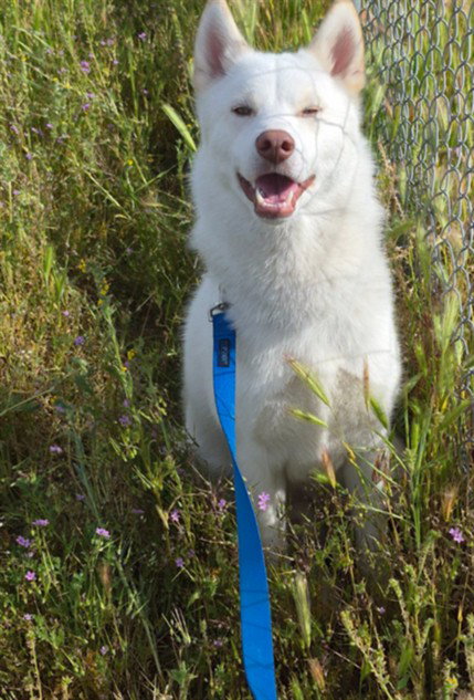 BOLT (IN FOSTER) Image