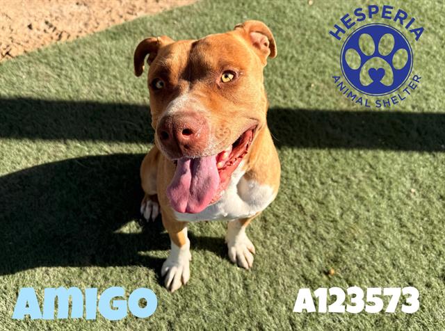 AMIGO Image